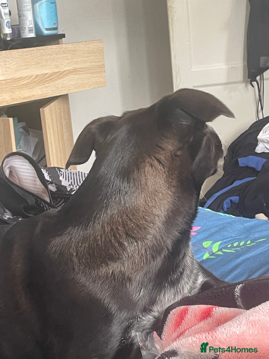 Mixed Breed dogs for sale: dog labrador - Image 3