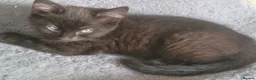 Mixed Breed cats for sale: Mixed Breed male and female kittens ready TBH  - Advert 7