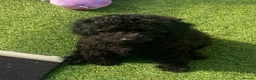 Cavapoo dogs for sale: 1 stunning girl F1b toy-Cavapoo DNA Tested lines  - Advert 4