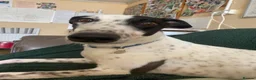 Greyhound dogs for adoption: Jet   - Advert 4