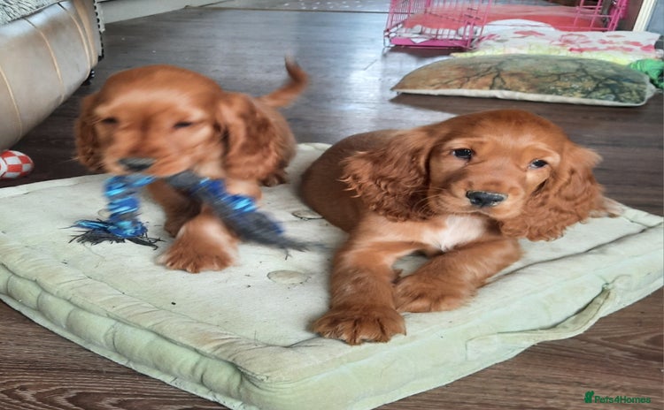 Cocker Spaniel dogs - Advert 13