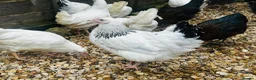 Chickens poultry for sale: Beautiful Point of Lay Chickens & more ‼️READY NOW - Advert 13