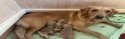 Golden Retriever dogs for sale: 3 Golden Retriver Puppies - Advert 17