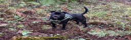 Staffordshire Bull Terrier dogs for sale: Staffordshire bull terrier bitch entire - Advert 4