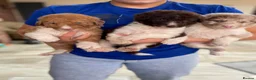 Border Collie dogs for sale: Stunning boys and girls - Advert 1