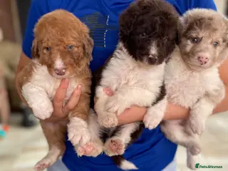 Border Collie dogs Borderdoodle boys /girls. - Advert 1