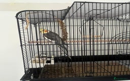 Cockatiels birds for sale: Cockatiel for sale  - Image 1