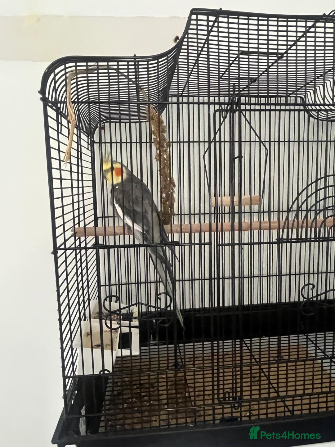 Cockatiels birds for sale: Cockatiel for sale  - Image 1