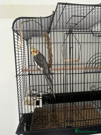 Cockatiels birds - Advert 3