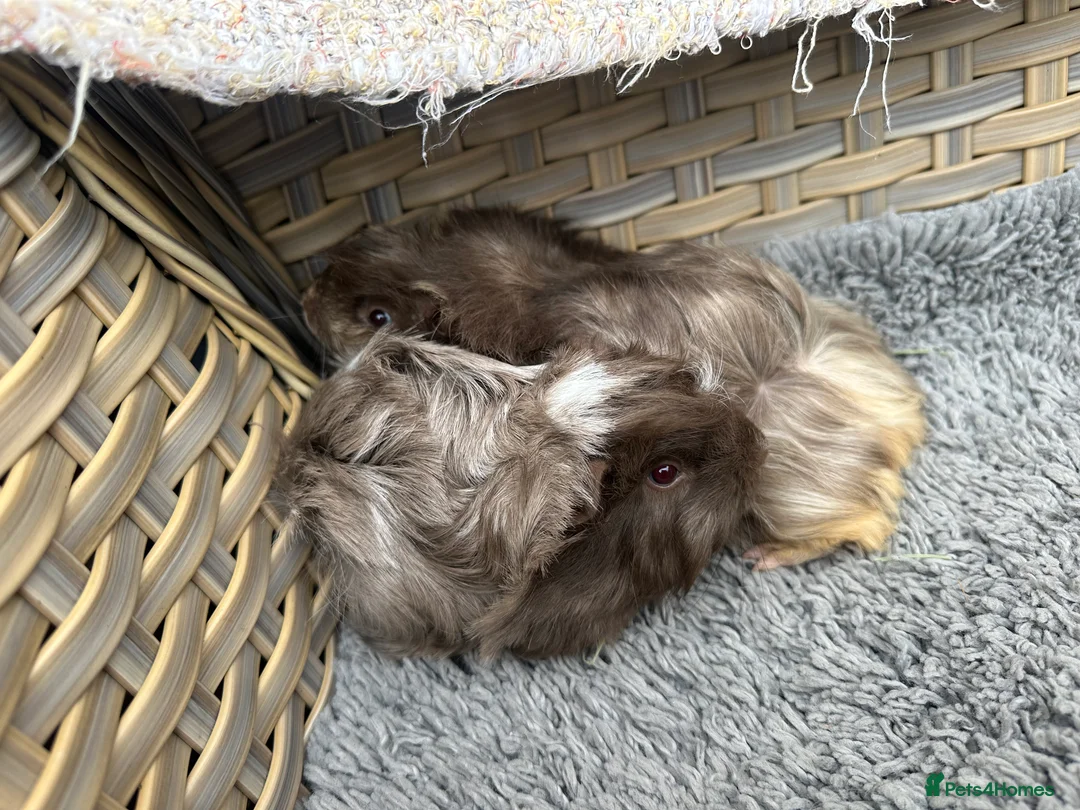 Guinea Pig rodents for sale: 2 long haired baby Peruvian boy guinea pigs. - Advert 9