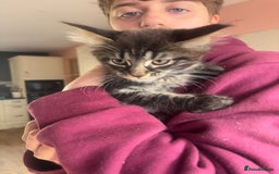 Maine Coon cats for sale: Last little girl left - Ready Now - Image 1