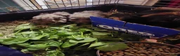 Guinea Pig rodents for sale: Adorable fluffy girl and boy guinea pig babies - Advert 5