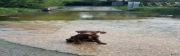 Labrador Retriever dogs for sale: Beautiful Chocolate Labrador Puppy – 7 Months - Advert 3