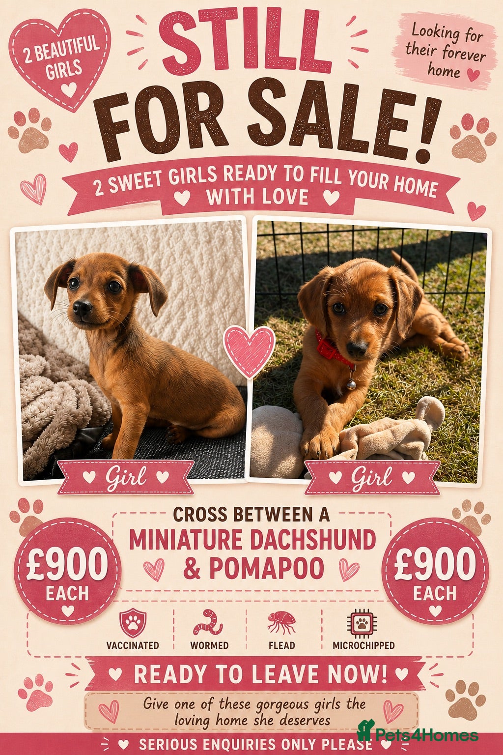 Mixed Breed dogs Gorgeous Daxiepoos  - Advert 10