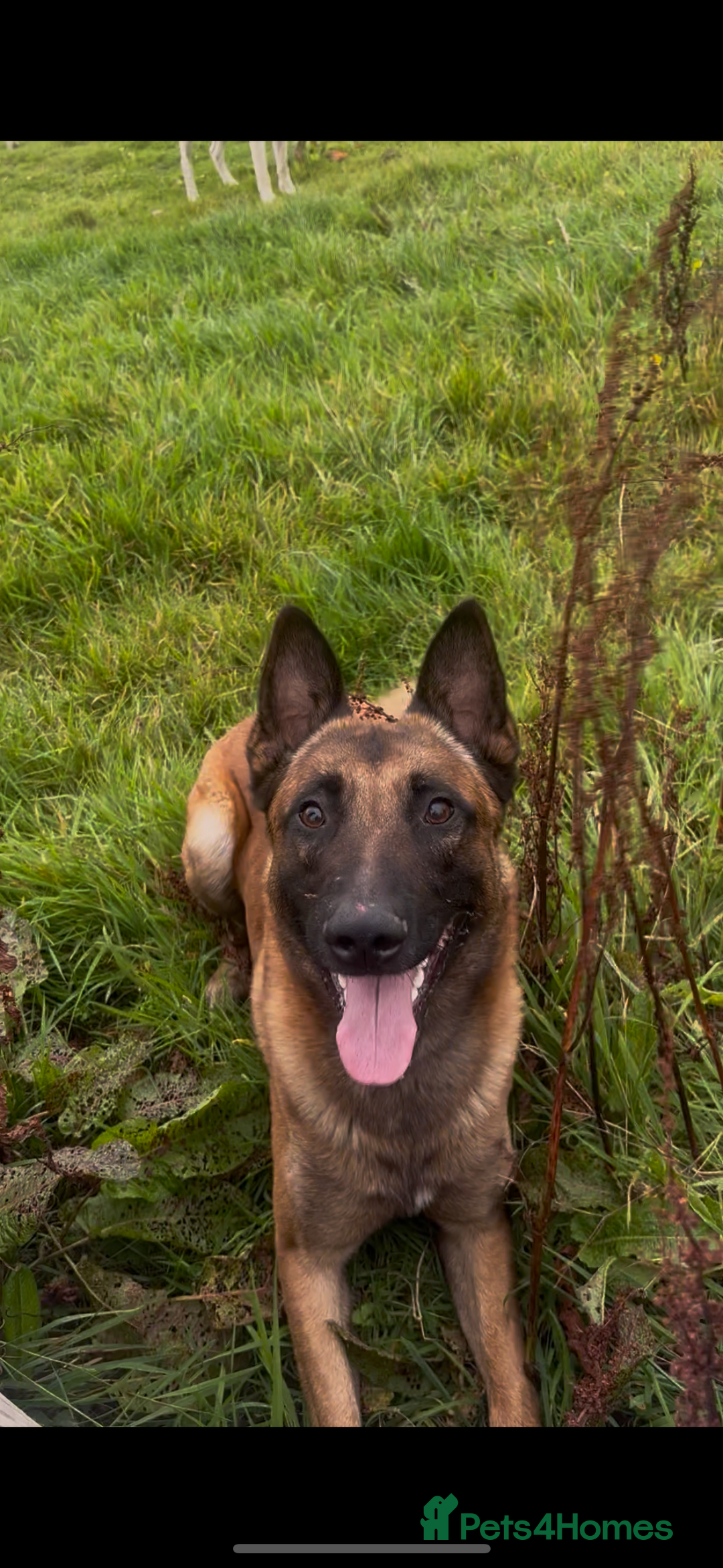 Belgian Shepherd Dog dogs for sale: Zalem! - Image 4