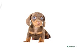 Miniature Dachshund dogs for sale: Ready now  - Advert 5