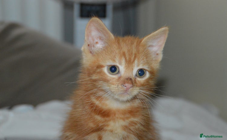 Domestic Shorthair cats - Advert 1