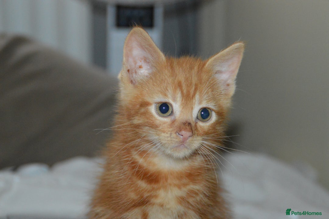 Domestic Shorthair cats for sale: Kittens - Image 1