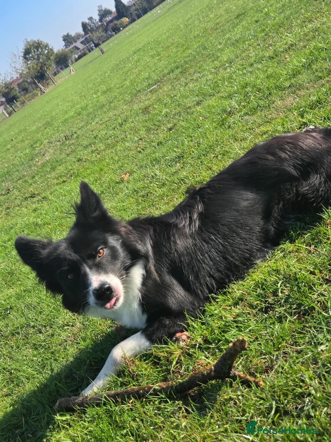 Border Collie dogs for sale: Male border collie - Advert 3