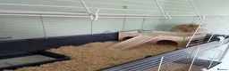 Guinea Pig rodents for sale:  Two Girl Guinea Pigs Brownie and Dusty with setup - Advert 11