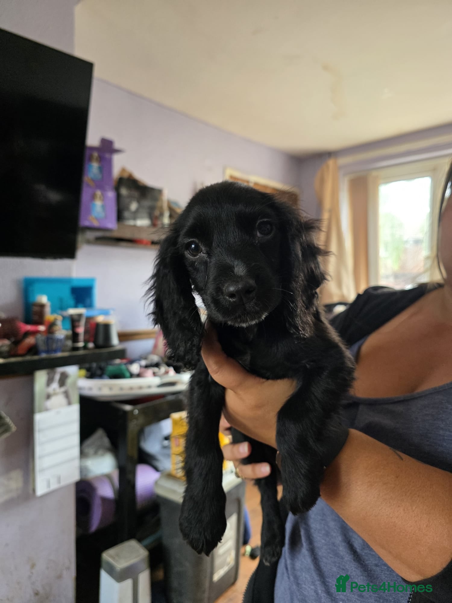 Cocker Spaniel dogs Beautiful cocker spaniel puppies, ready to leave. - Advert 2