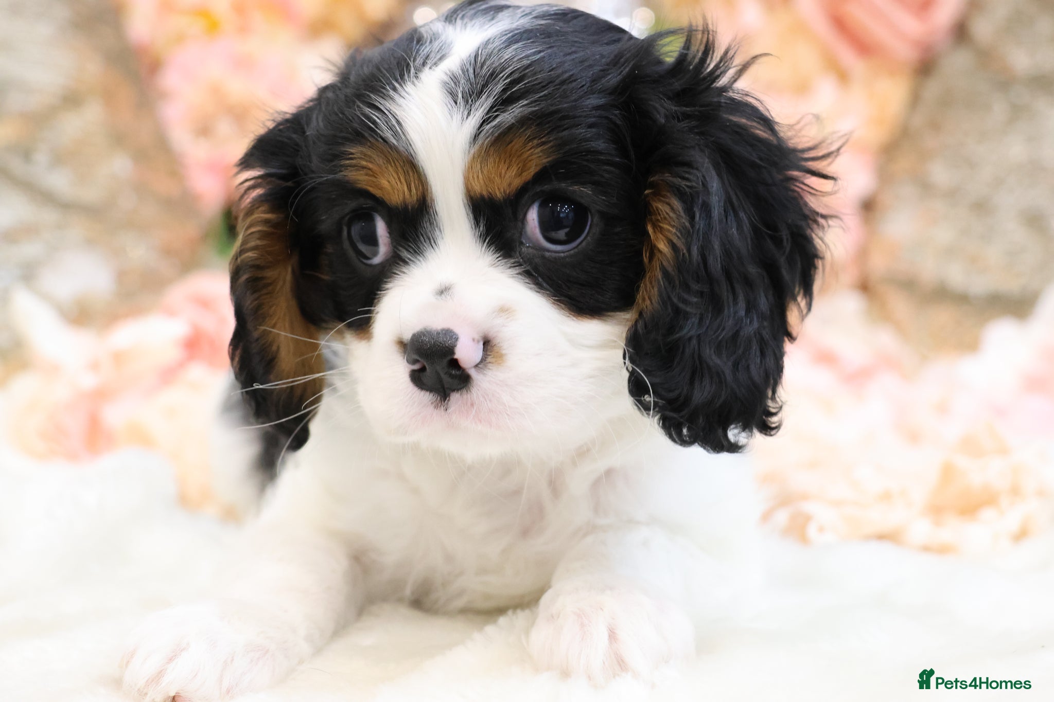 Cavalier King Charles Spaniel dogs HEALTH TESTED KC Cavalier King Charles Spaniels - Advert 6