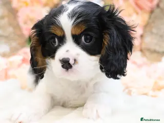 Cavalier King Charles Spaniel dogs HEALTH TESTED KC Cavalier King Charles Spaniels - Advert 6