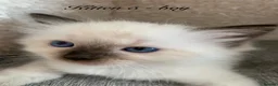 Ragdoll cats for sale: 🐾 Six Adorable Purebred Ragdoll Kittens 🐾 - Advert 36