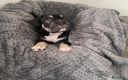 Mixed Breed dogs for sale: English bulldog French bulldog mix  - Image 16