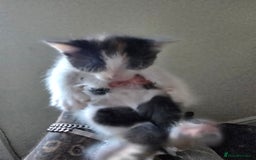 Domestic Shorthair cats for sale: Kittens  - Image 3