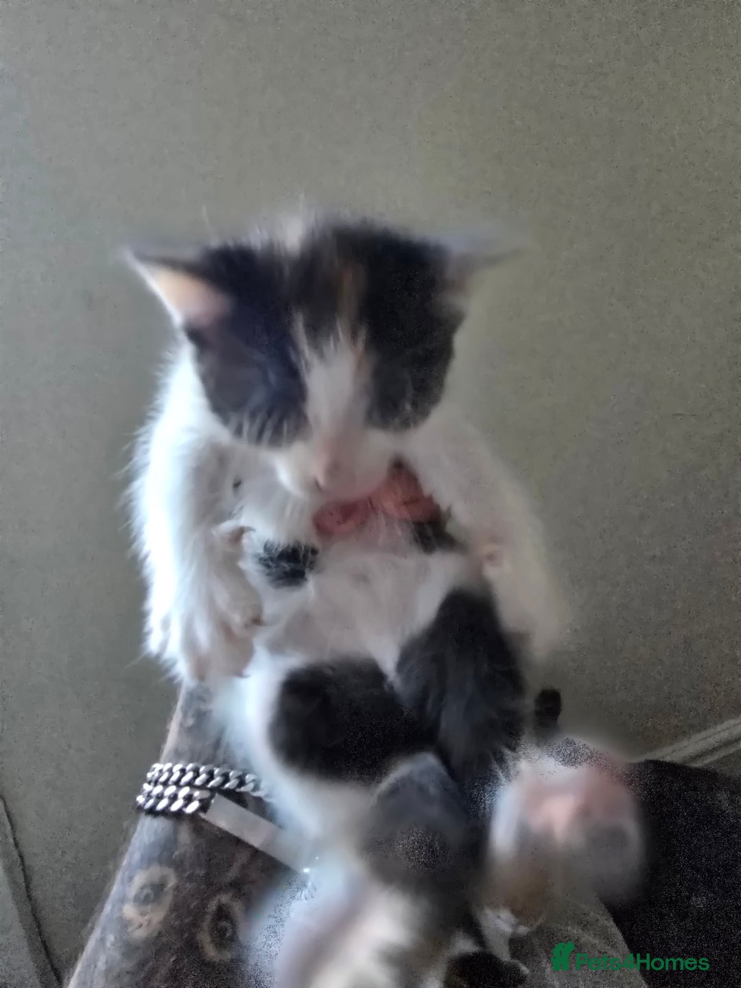 Domestic Shorthair cats for sale: Kittens  - Image 3