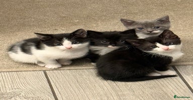 British Longhair cats - Advert 2