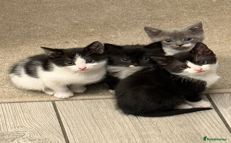 British Longhair cats - Advert 6