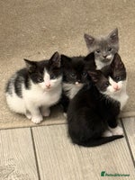 British Longhair cats - Advert 3