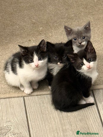 British Longhair cats - Advert 2