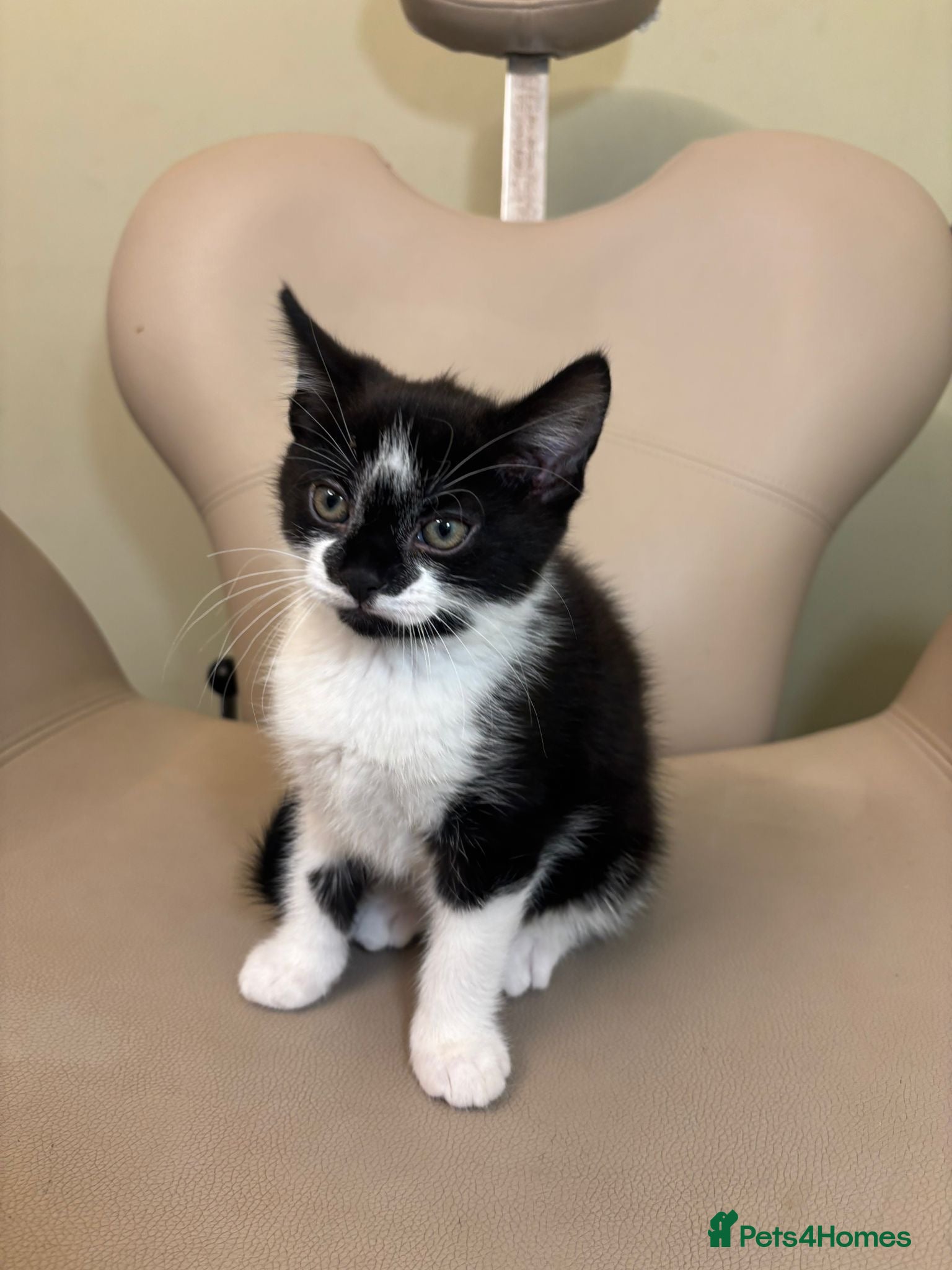 Mixed Breed cats Kitten for sale  - Advert 1