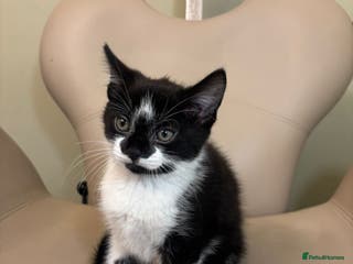 Mixed Breed cats Kitten for sale - Advert 5