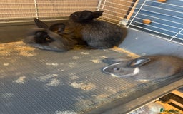 Mixed Breed rodents for sale: Sow Guinea pigs   in Preston - Advert 8