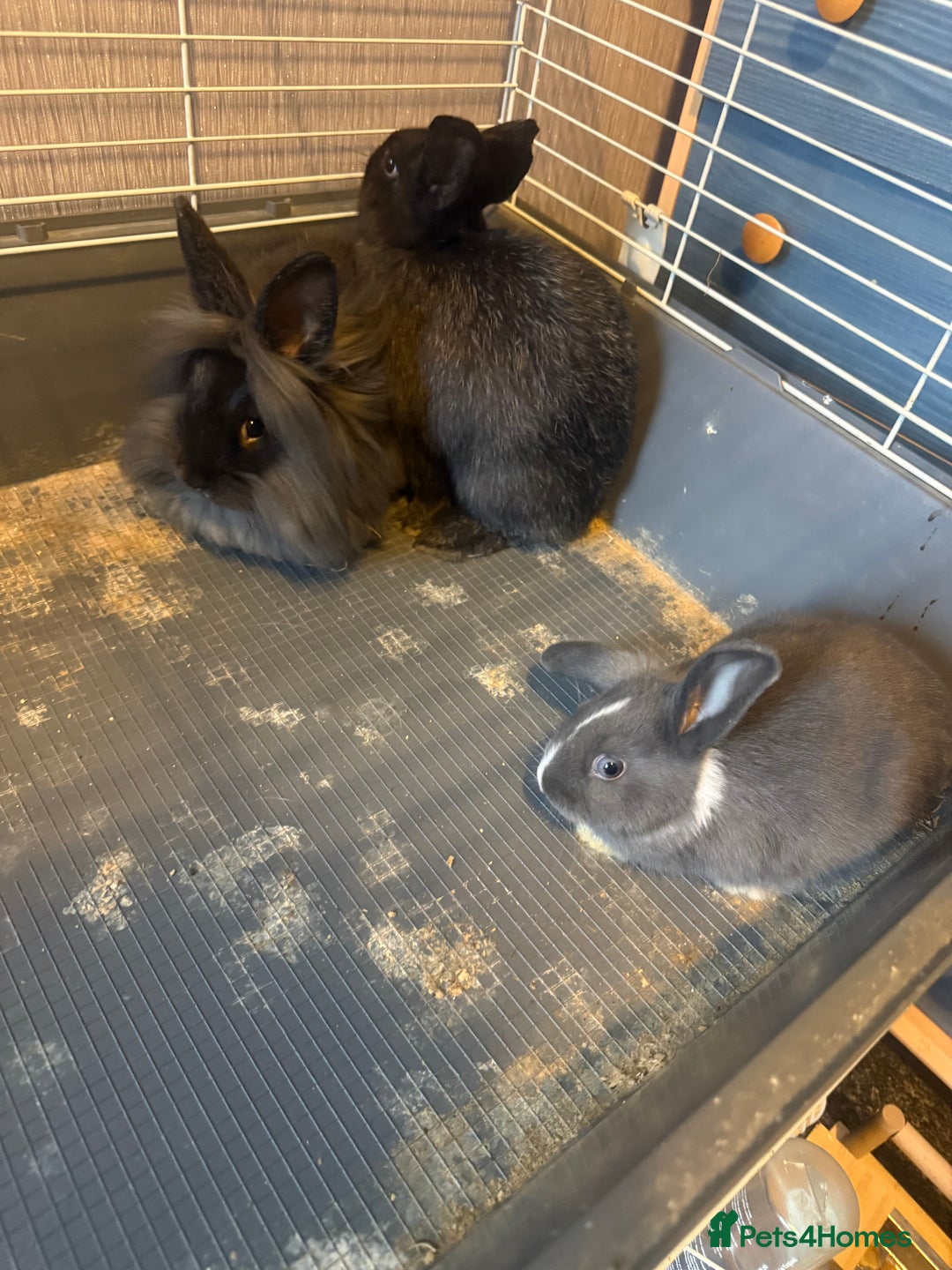 Mixed Breed rodents for sale: Sow Guinea pigs   in Preston - Advert 8