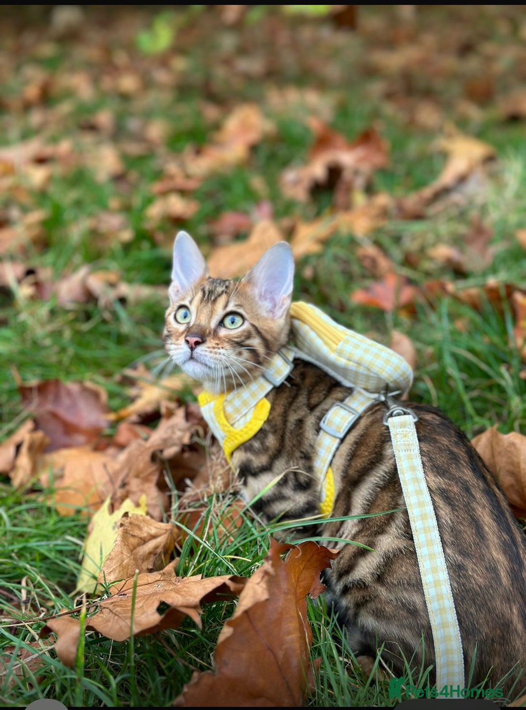 Bengal cats for sale: 🏆🎉New Pedigree Tica Mini Leopards Ready Soon🎉🏆 - Advert 23