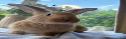 Continental Giant rabbits for sale: Continental Giant baby bunnies  - Advert 8