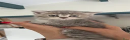 Scottish Fold cats for sale: Beautiful Scottish fold and straight kittens  - Advert 12