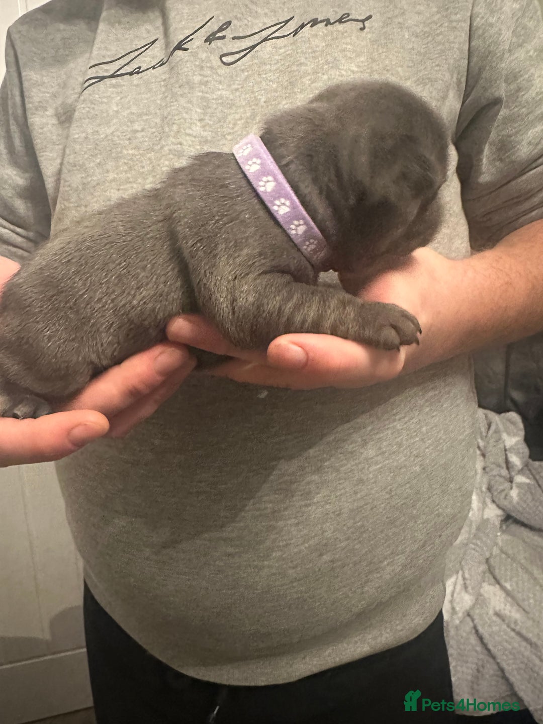 French Bulldog dogs for sale: 5 Beautiful French Bulldog Puppies - Advert 6