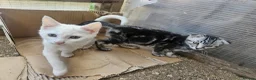 Mixed Breed cats for sale: Sweet kittens looking for a loving home 🏠  in Biggleswade - Advert 12