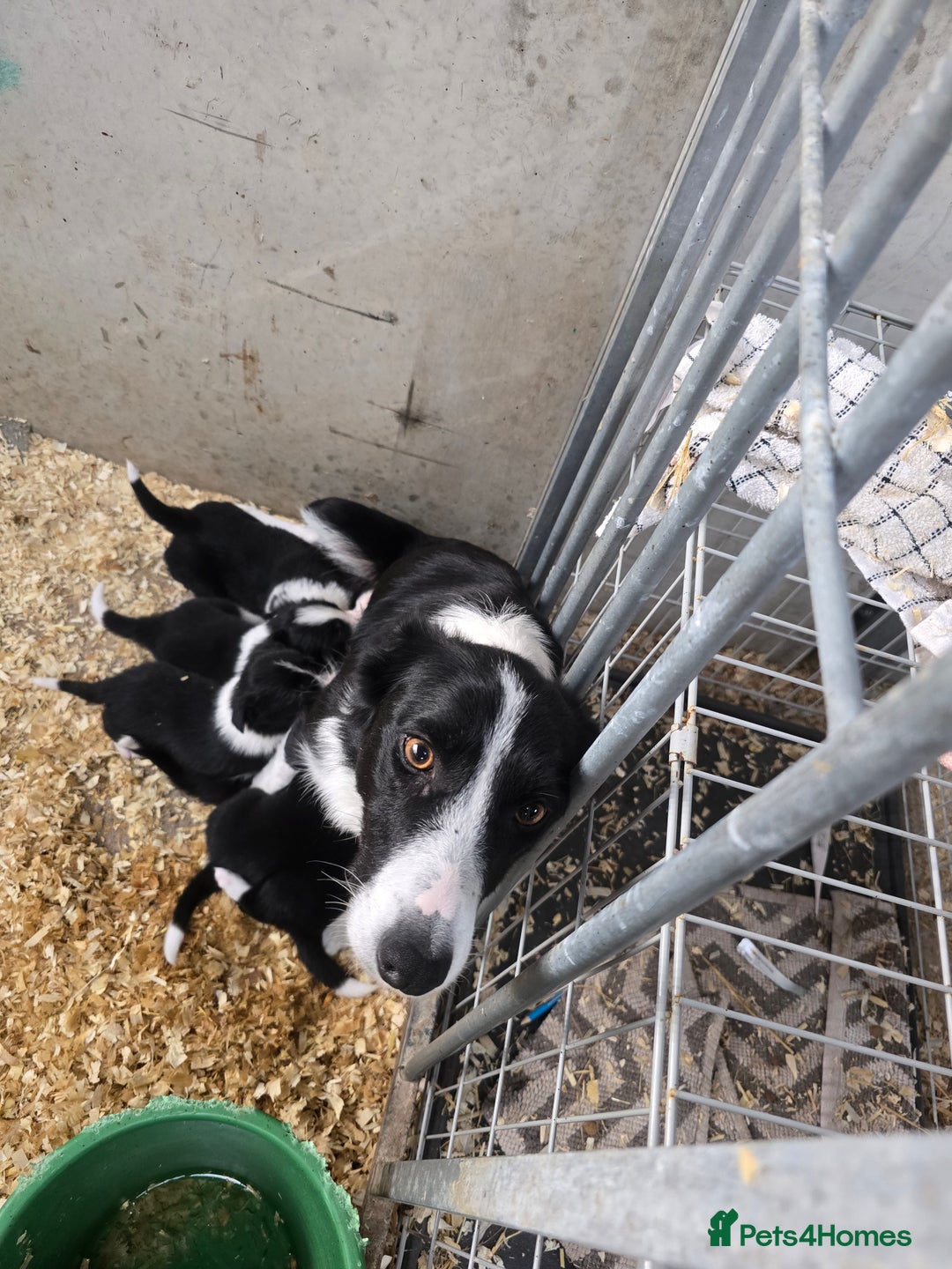 Border Collie dogs for sale: ISDS Registered Border Collie Puppies - Image 7