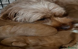 Cavapoo dogs for sale: 🐾Gorgeous F2B Cavapoos 🐾 - Image 7