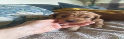 Cockapoo dogs for sale: Show Cockapoo puppies F1 - Advert 32