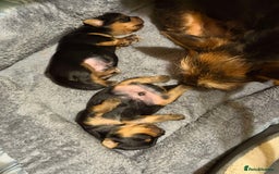 Mixed Breed dogs for sale: Yorki Puppies available from 21/12/25 - Advert 18