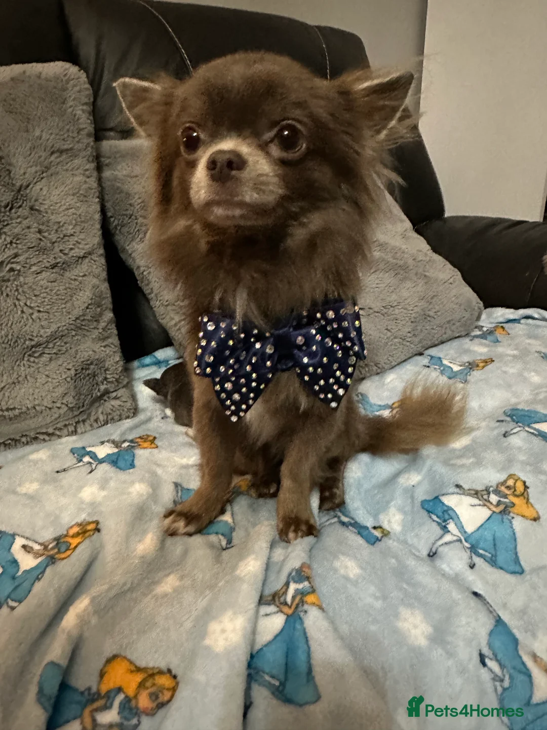 Chihuahua dogs for stud: kc lilac long haired chihuahua for Stud in South Shields - Advert 5