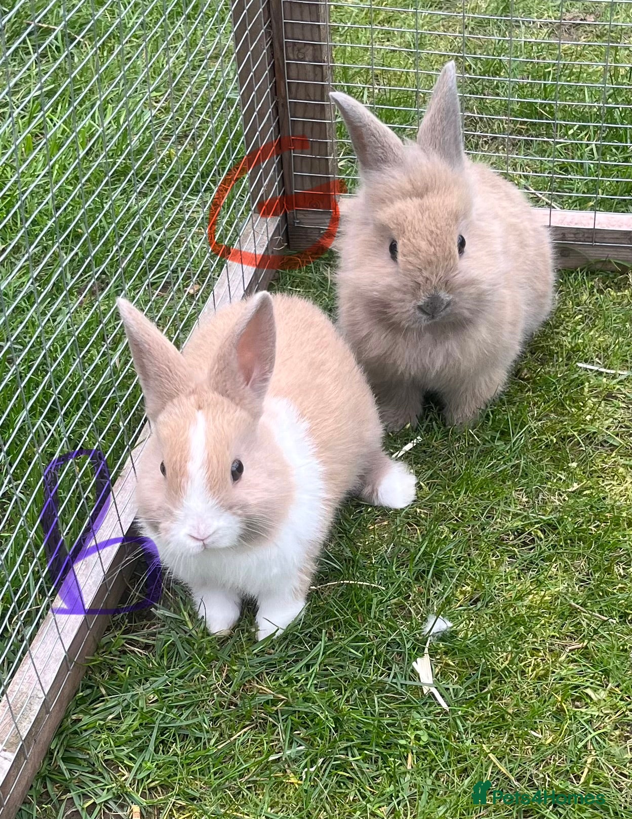 Mini Lop rabbits Beautiful baby bunny’s  - Advert 6